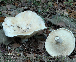 lactarius_piperatus_a7647[2].jpg